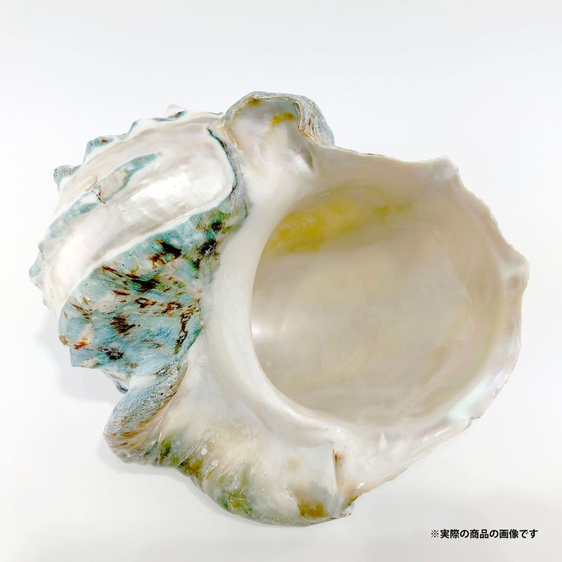 沖縄県宮古島産 天然夜光貝【研磨加工済】17BU - SCIENCE FACTORY ltd.