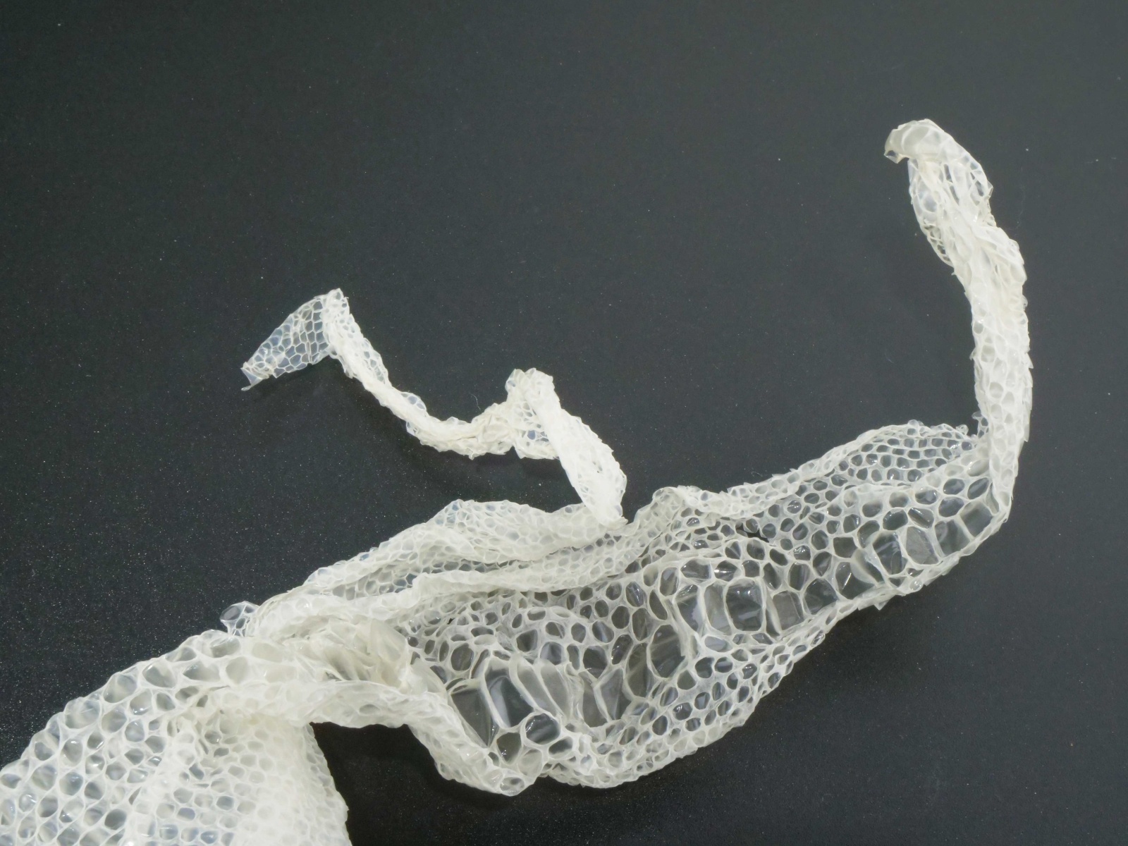 赤目・白蛇の抜け殻 130cm 縁起物 金運 S17