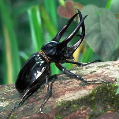 コーカサスオオカブト - 昆虫 - 動物 - Y!きっず図鑑