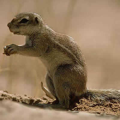 ケープアラゲジリス - ほ乳類 - 動物 - Y!きっず図鑑