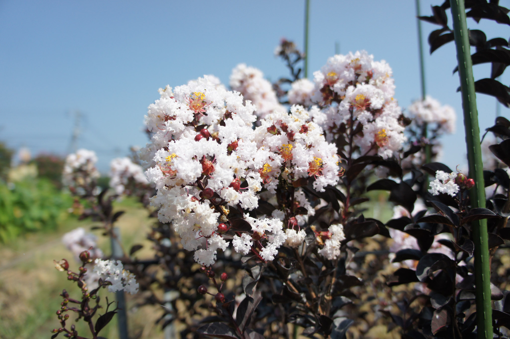 サルスベリブラックパール・ホワイト販売開始致しました。｜常緑