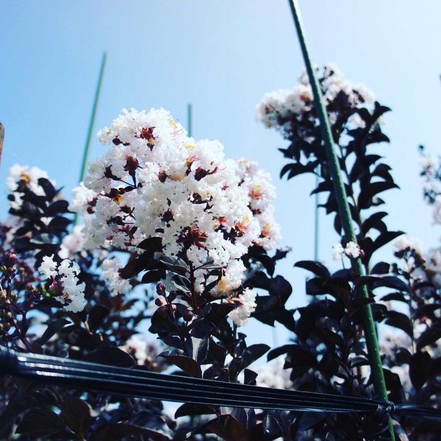 サルスベリブラックパール・ホワイト販売開始致しました。｜常緑