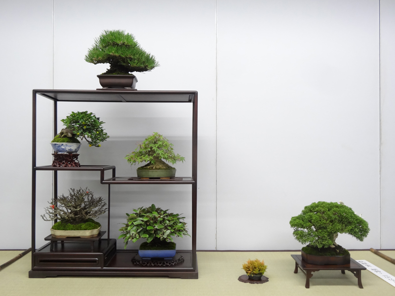 第22回秋雅展席飾りの紹介 - 公益社団法人全日本小品盆栽協会