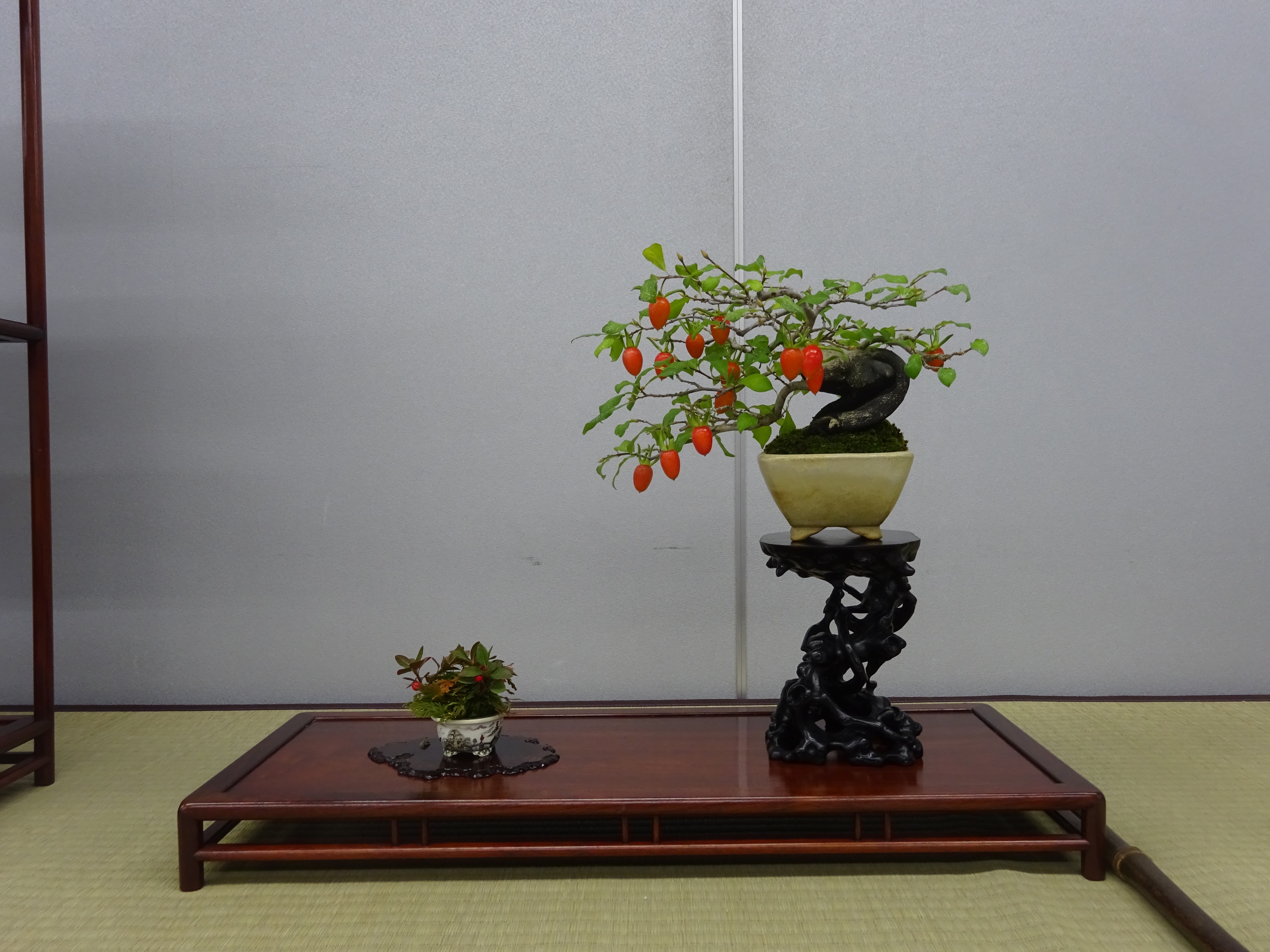 第24回秋雅展 展示紹介 - 公益社団法人全日本小品盆栽協会