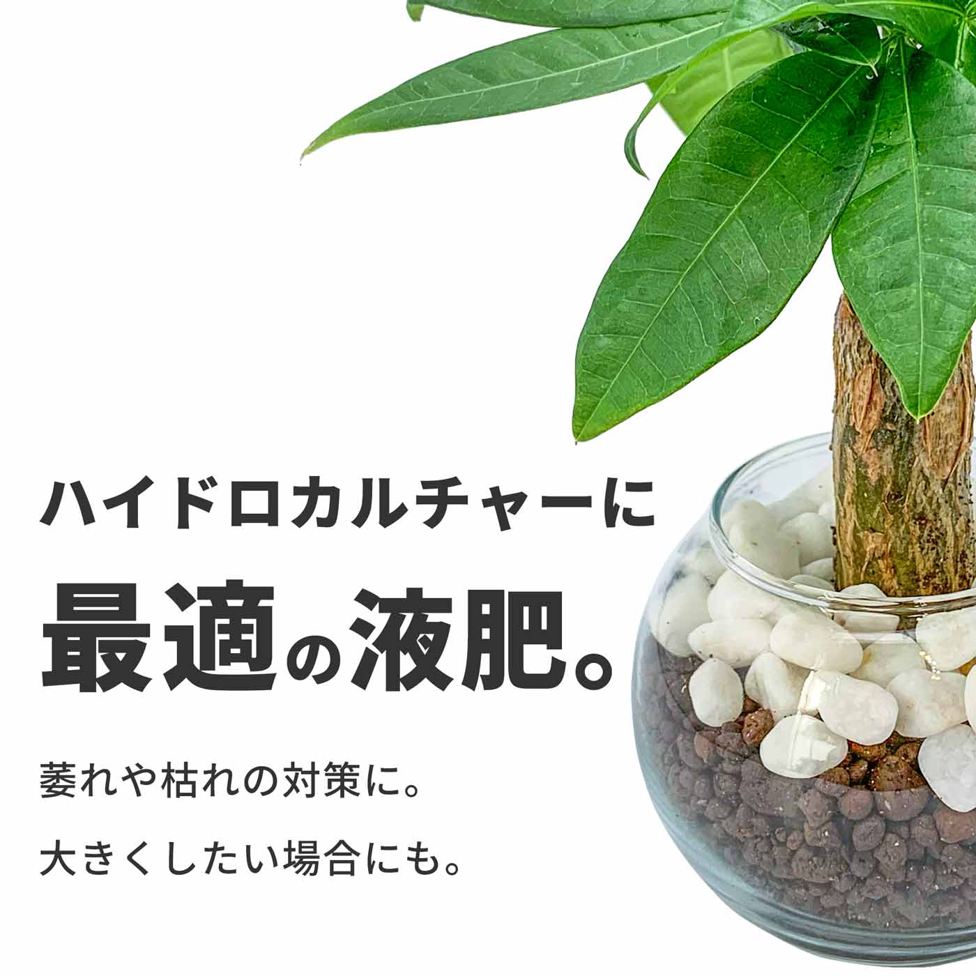 カポックとパキラの違いと見分ける方法を徹底解説！ – miipas