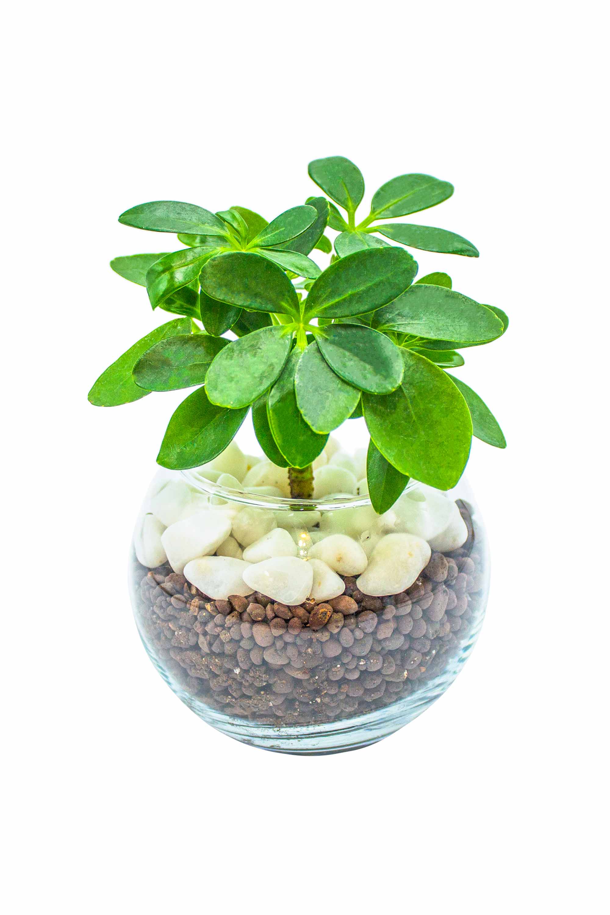 カポック ハイドロカルチャー 丸い葉っぱの観葉植物 – miipas