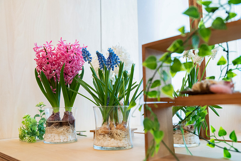 新潟直送計画】水耕栽培用 花芽付き球根「+float」 – 日園