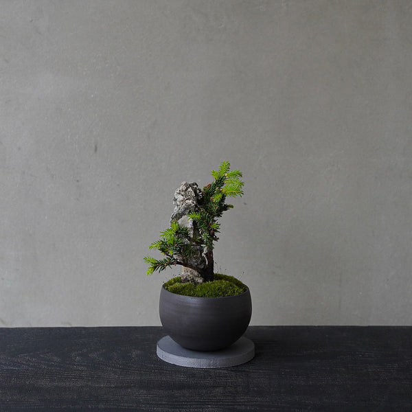 ○23-SJ15 黒豆L ヤツブサエゾマツ 石付き – 雨晴/AMAHARE