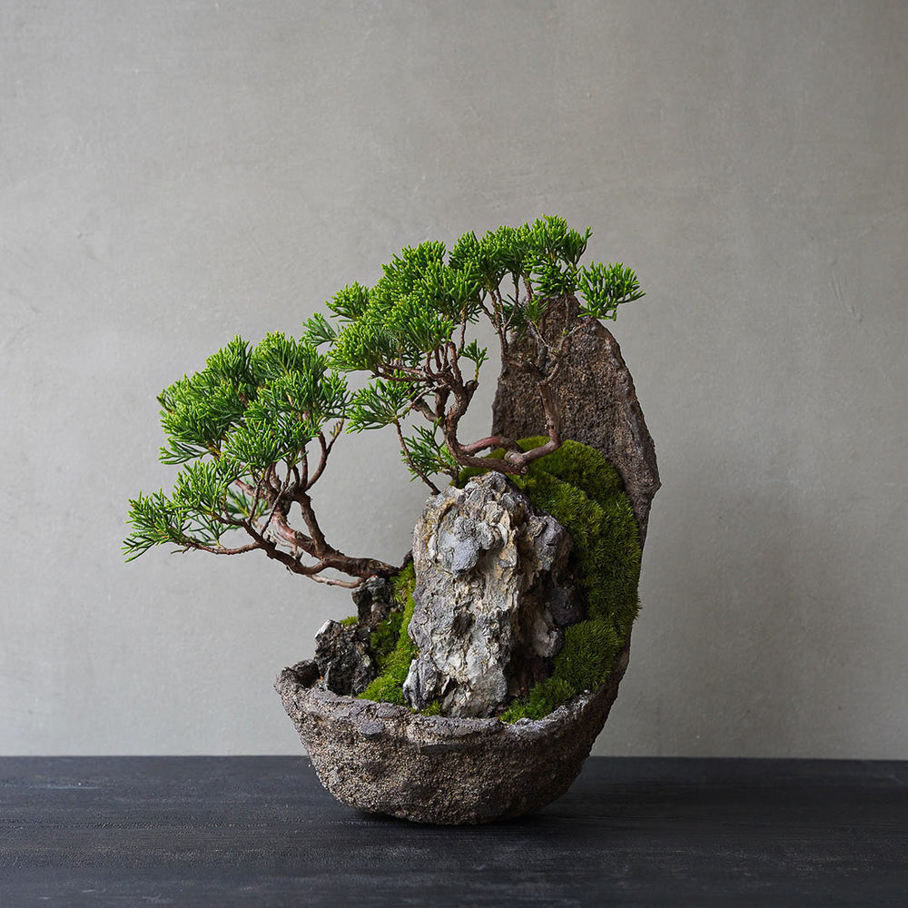 ○23-SJ3 鞍馬鉢 月小 真柏 石付き – 雨晴/AMAHARE