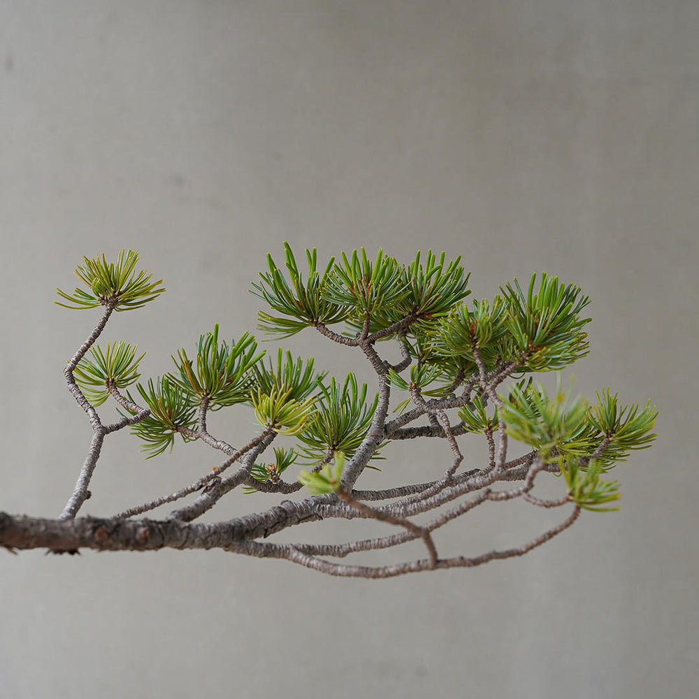 66-7_2_1000x.jpg?v=1751940092