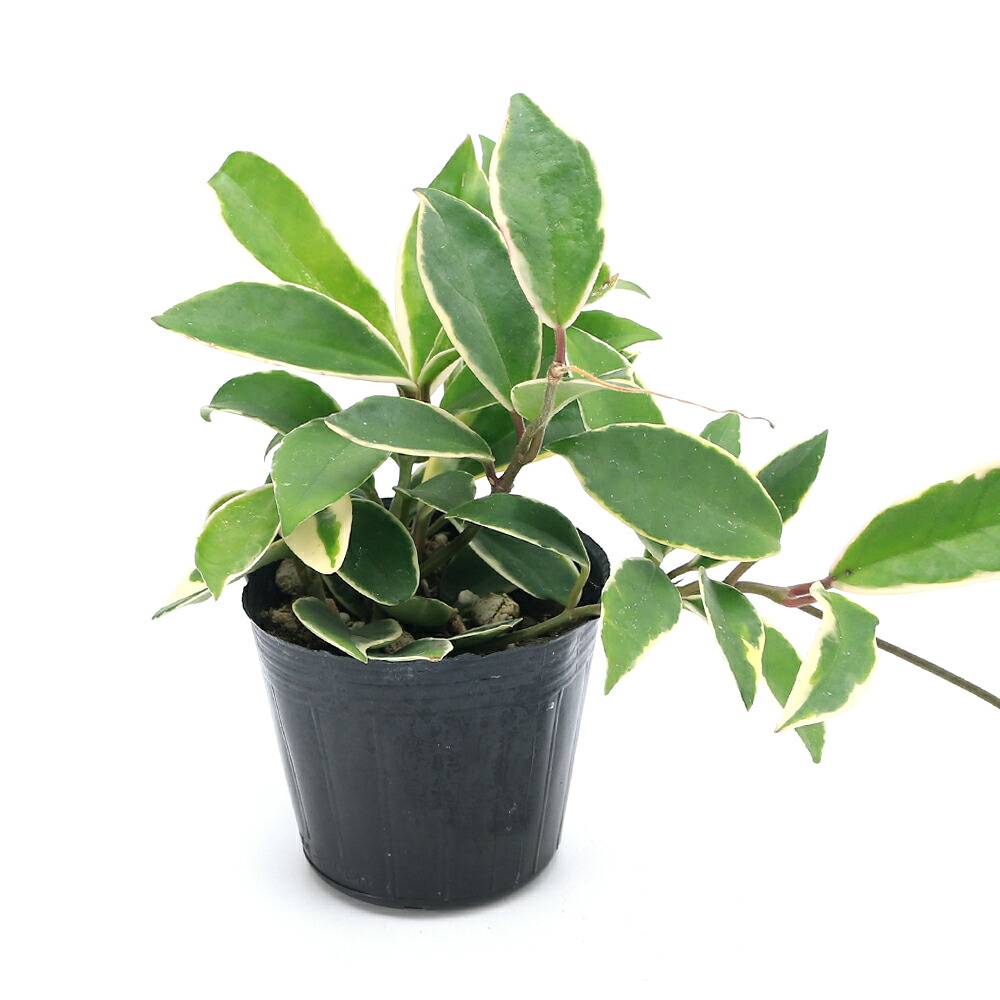 楽天市場】（観葉植物）ホヤ パテラ ピンク 3号（1鉢） : charm 楽天