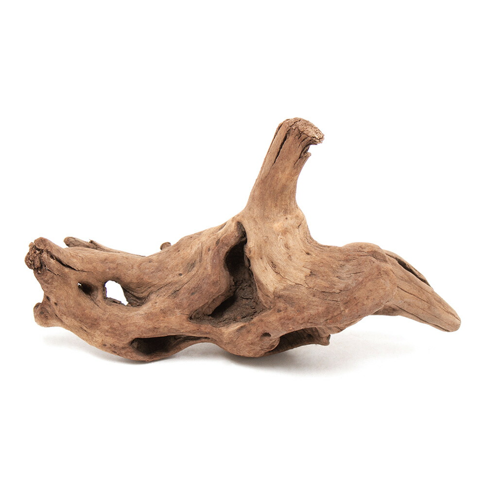 楽天市場】形状お任せ 煮込み済み 塊状流木 Lサイズ（約25