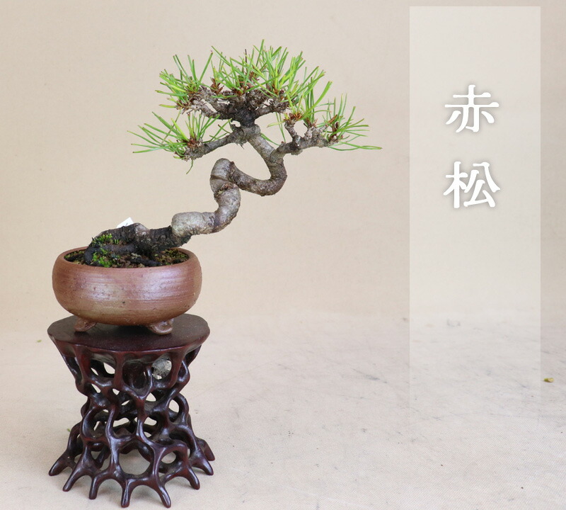 楽天市場】三河黒松 小品盆栽 【盆栽 松】いよじ園 : いよじ園 楽天市場店