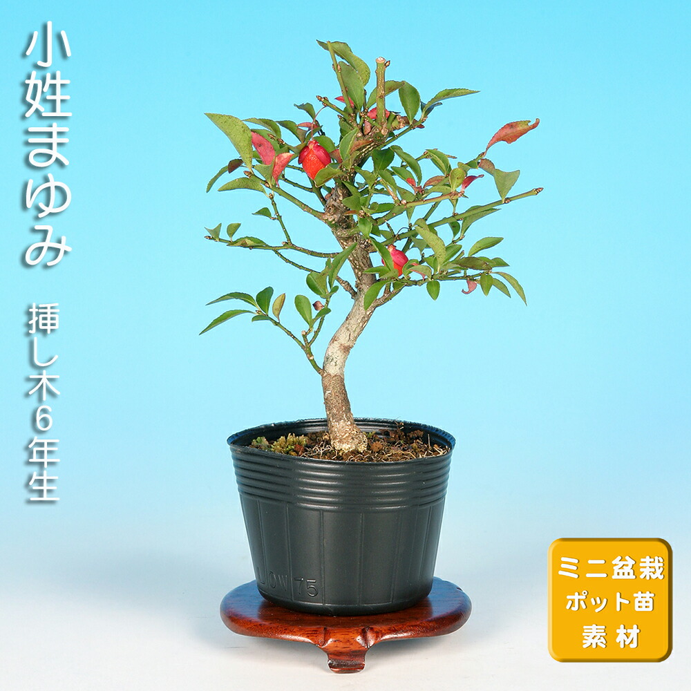 楽天市場】盆栽 錦性まゆみ マユミ 真弓 小品盆栽 ミニ盆栽 雑木 実物