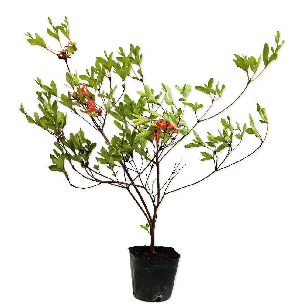 楽天市場】ヤマツツジ（山躑躅） 苗木 樹高45cm : 千草園芸