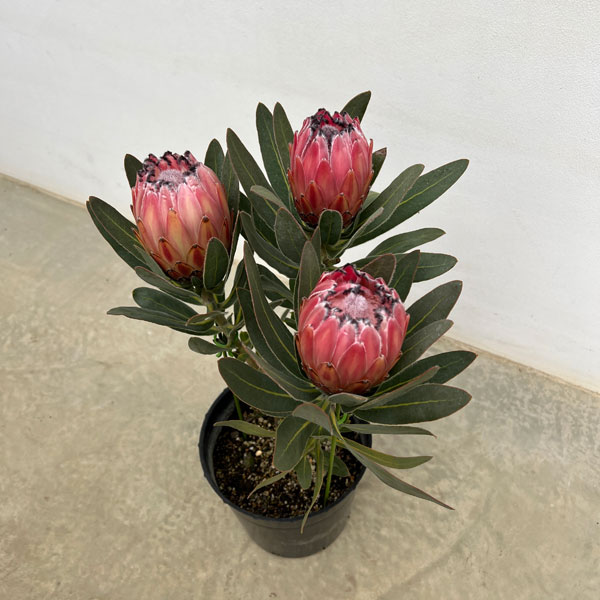 楽天市場】【送料無料】プロテア スペシャルピンクアイス 花木苗 8号鉢
