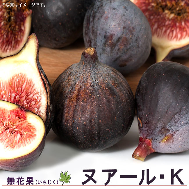 楽天市場】いちじく 【ヌアールK】 3年生大苗1.1m苗 : 苗木部 by 花