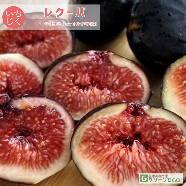 楽天市場】イチジク 苗 【ブラックイスキア】 1年生 挿し木 ポット苗