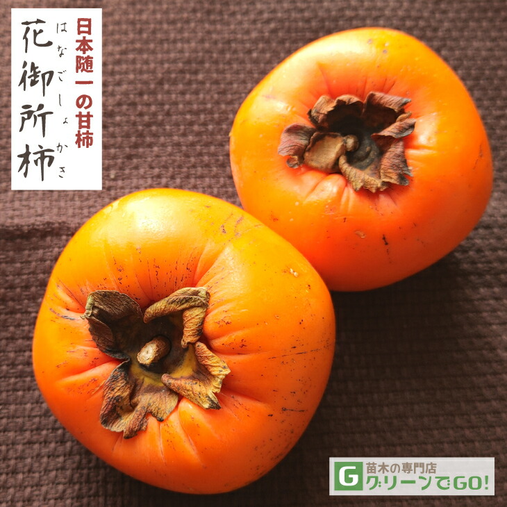 楽天市場】柿の苗木 【愛秋豊】 完全甘柿 3年生接木大苗 1.1m苗 【産地