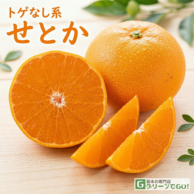 楽天市場】みかん 苗木 【ゆら早生】 3年生 接ぎ木 約1.0m 大苗 蜜柑