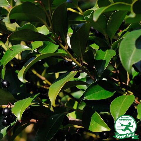 楽天市場】ヒサカキ 苗 【姫榊 （ひさかき）】 5号ポット苗 榊