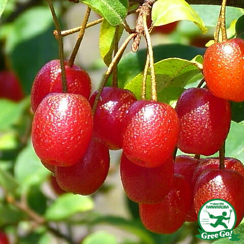 楽天市場】なつめ 苗木 【一才ナツメ】 約0.4m苗 棗 苗 果樹 果樹苗