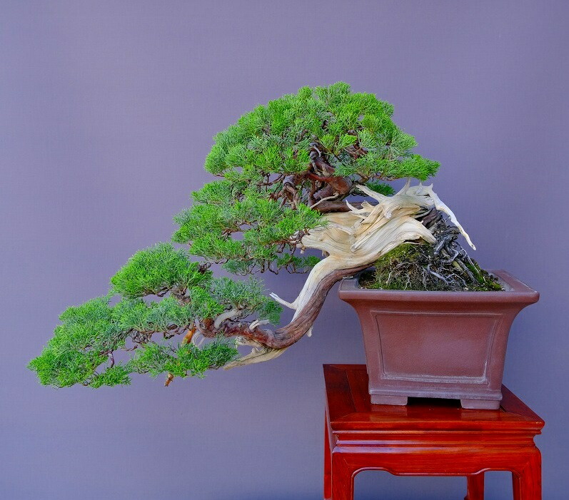 楽天市場】（株）一樹園 宮島五葉松 中品盆栽／樹齢35年 : 一樹園