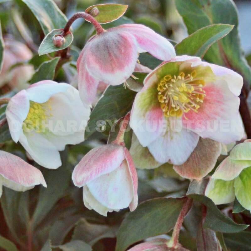 楽天市場】クリスマスローズ デュメトラム : おぎはら植物園