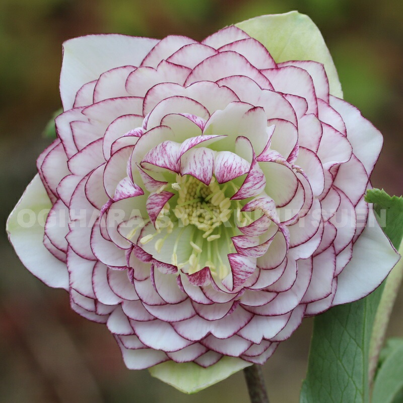 楽天市場】クリスマスローズ 多弁ダブル ピンク ピコティ系 大苗 : お