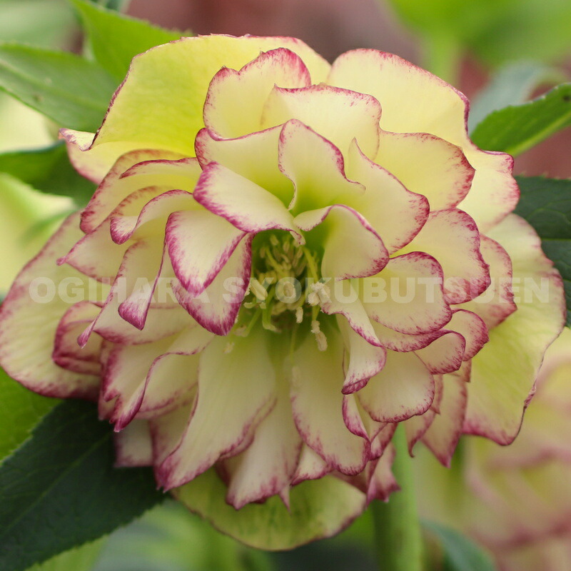 楽天市場】クリスマスローズ 多弁ダブル ピンク ピコティ系 大苗 : お