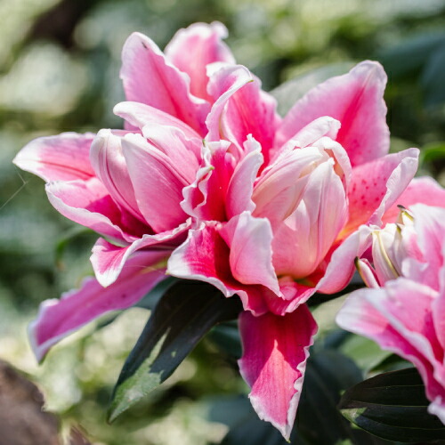 楽天市場】チューリップ ホーランドチック ユリ咲き5球パック秋植え 冬