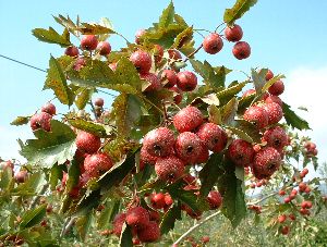 楽天市場】大株 チョコレートの木（カカオの木）《熱帯果樹苗》樹高40