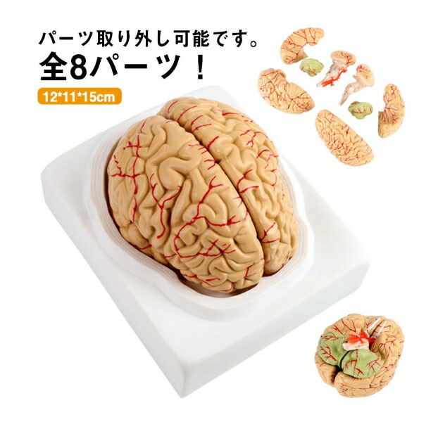 楽天市場】【送料無料】頭蓋骨モデル 学習用 高性能 医学教材 全8