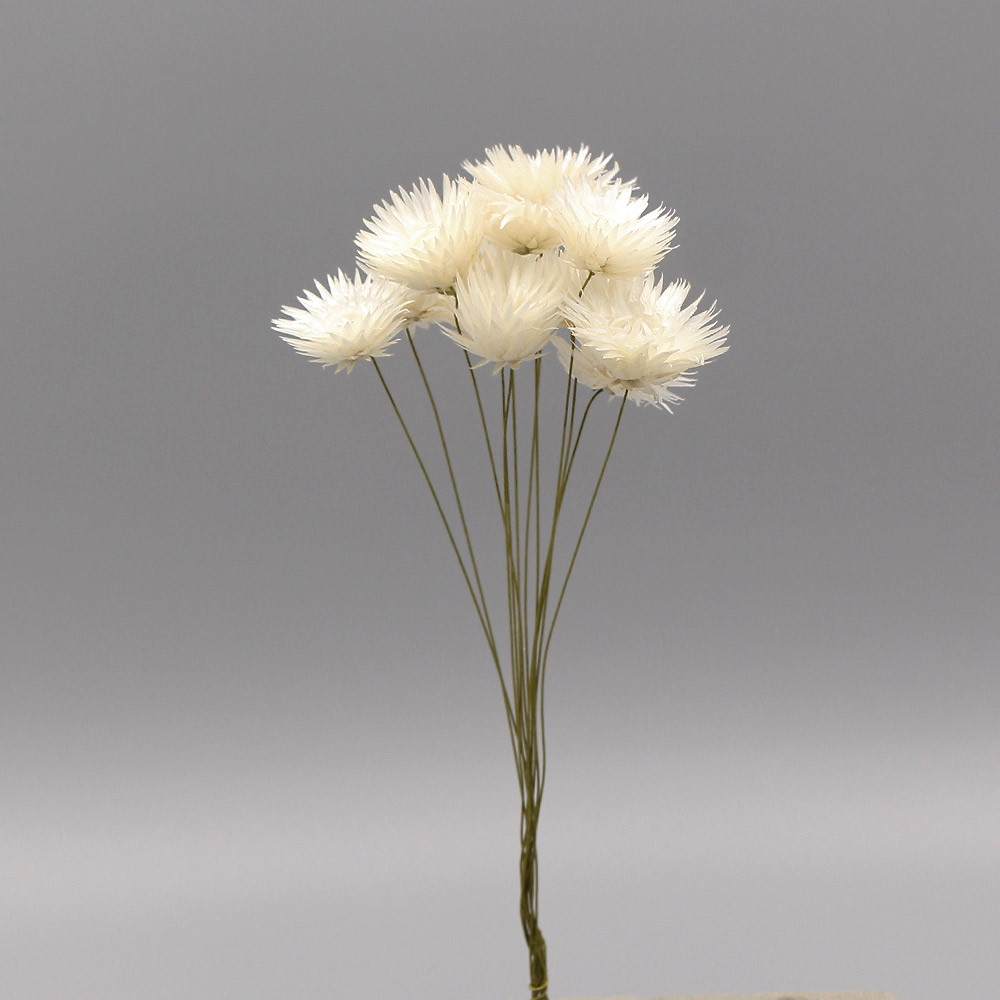 楽天市場】【P15倍中 2/24 9:59まで】 ドライフラワー 花材 即日出荷