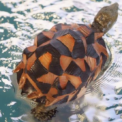 楽天市場】かめの置物 亀の親子2品セット 7575・74HT かめ