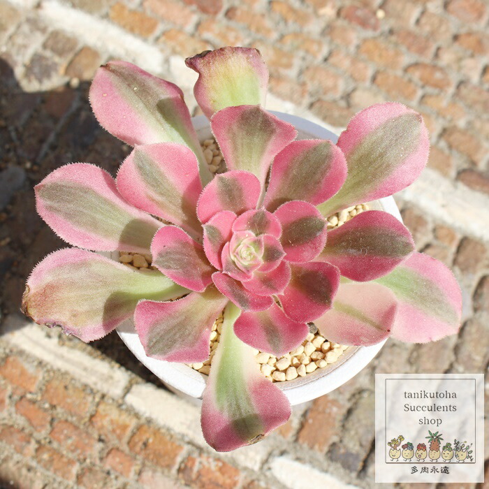 楽天市場】ノーブル エケベリア 1頭 Mサイズ 5.5cmポット 韓国苗