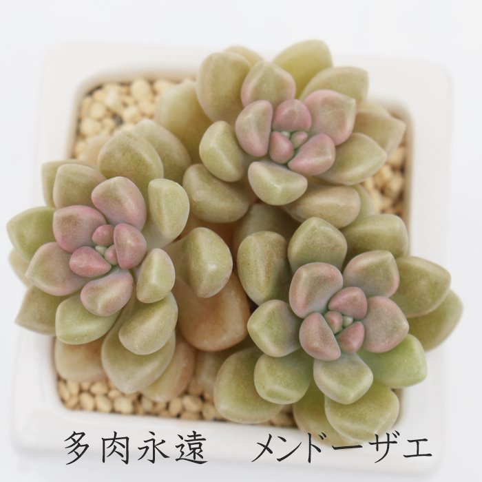 楽天市場】グラプトベリア 初心者OK エレン 多肉植物 観葉植物