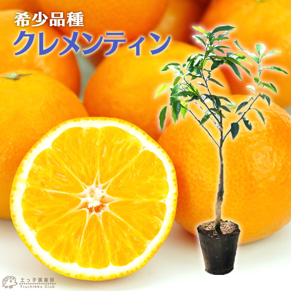 楽天市場】日向夏 （ ニューサマーオレンジ ） 15cmポット接木苗 苗