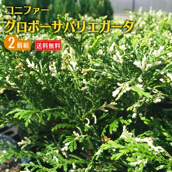 楽天市場】コニファー 『 ムーングロー 』 15cmポット苗 【 送料無料