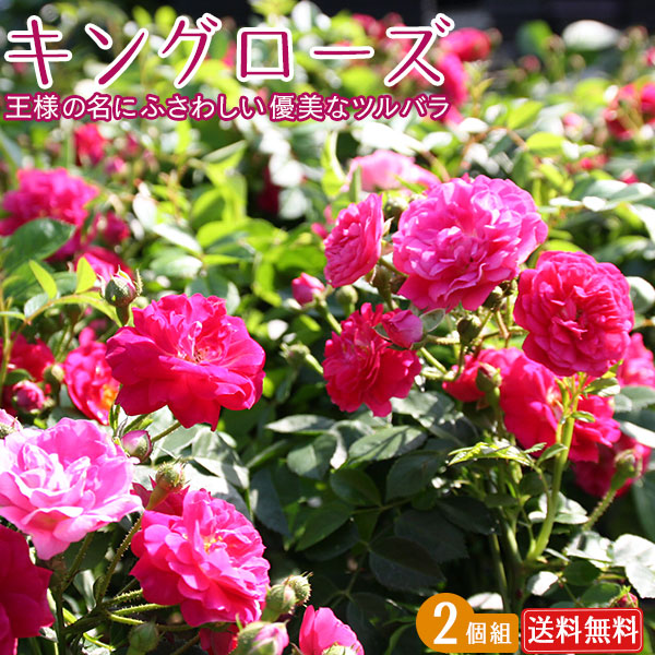 楽天市場】ツルバラ 『 キングローズ 』 9cmポット苗 バラ バラ苗 薔薇