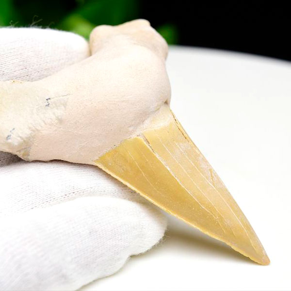 楽天市場】ホホジロザメ 歯 化石 原石 モロッコ産種類お任せ【約8g~約