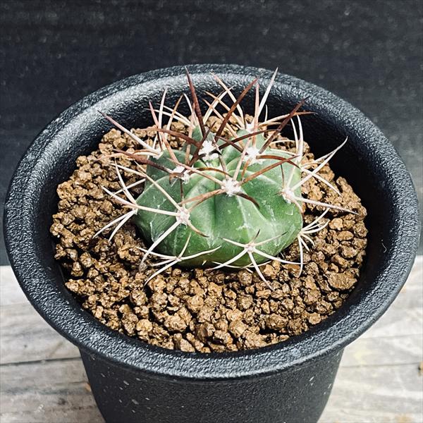 楽天市場】サボテン メロカクタス クルビスピナス（Melocactus