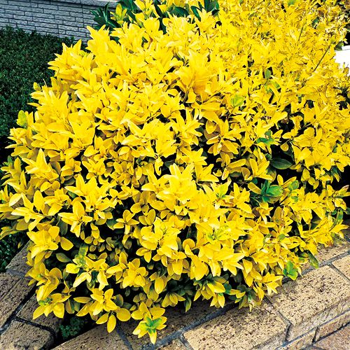 黄金マサキ| 種・苗・ガーデニング用品の【タキイネット通販】