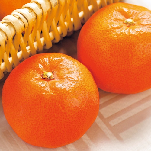 温州みかん・小原紅早生| 種・苗・ガーデニング用品の【タキイネット通販】