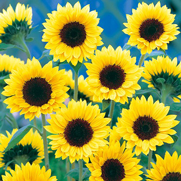 ヒマワリの種・タネ｜タキイネット通販【公式】