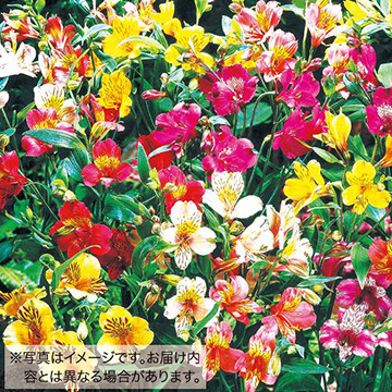 733-NAL981.jpg?202602031613