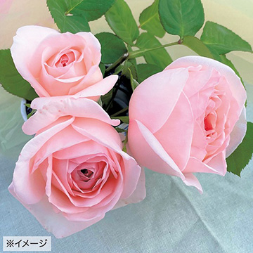 バラ・さくらいろ| 種・苗・ガーデニング用品の【タキイネット通販】