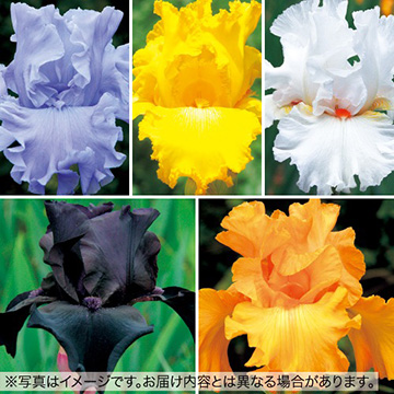 ジャーマンアイリス 単色種5種 ミックス| 種・苗・ガーデニング用品の