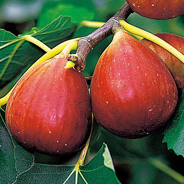 733-NYJ283-3330111.jpg?