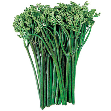 あくなしわらび| 種・苗・ガーデニング用品の【タキイネット通販】